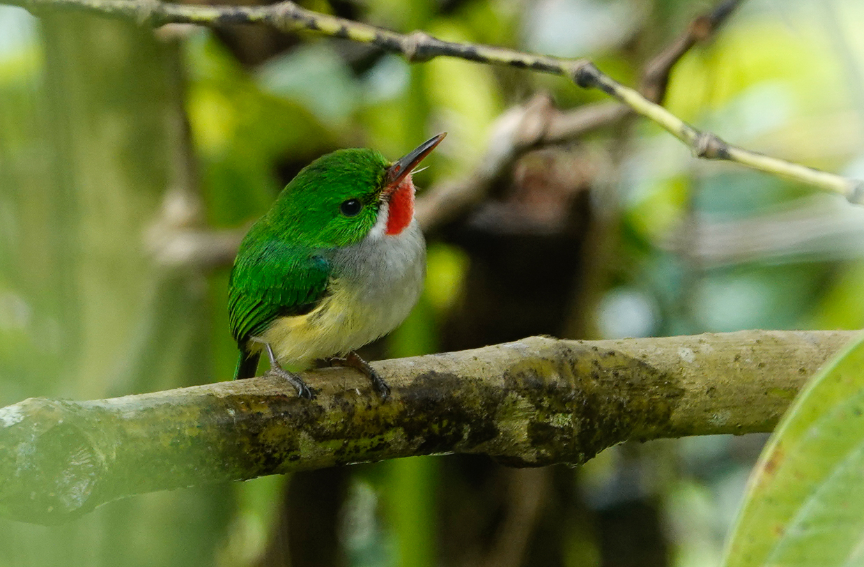 Puerto Rican Tody, El Yunque