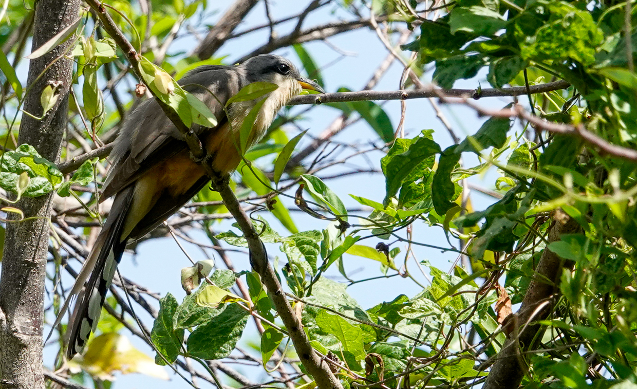 Mangrove Cuckoo