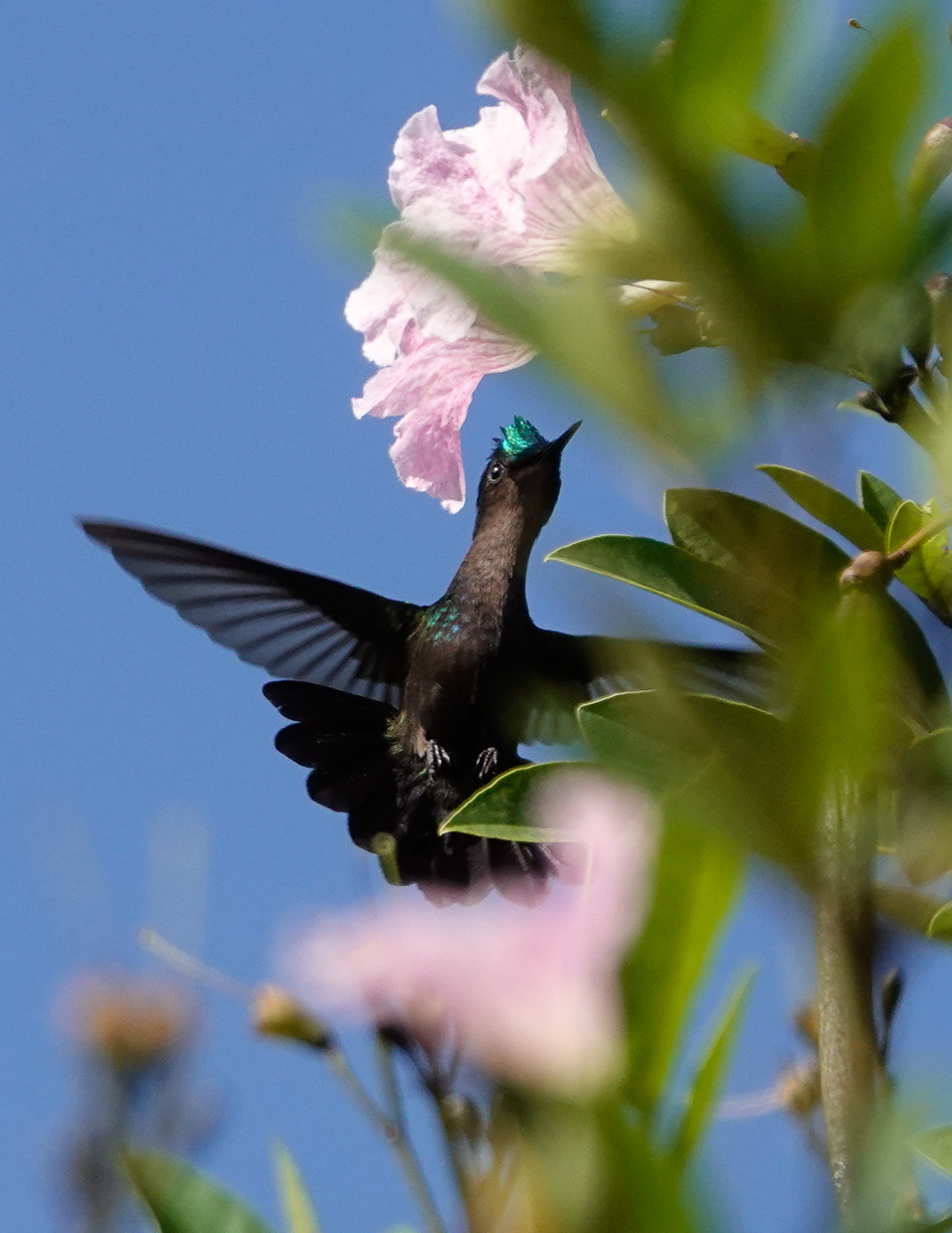 Antillean Crested Hummingbird