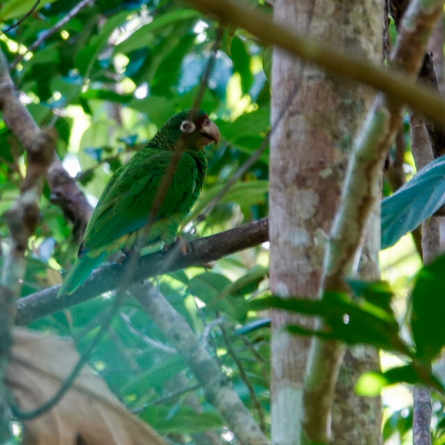 Puerto Rican Parrot