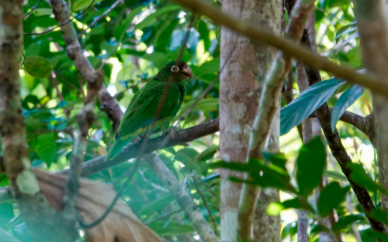 Puerto Rican Parrot