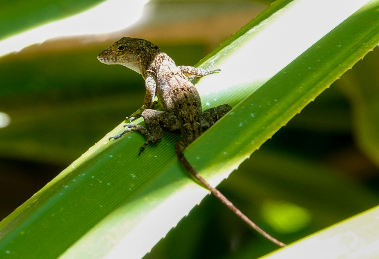 Crested Anole