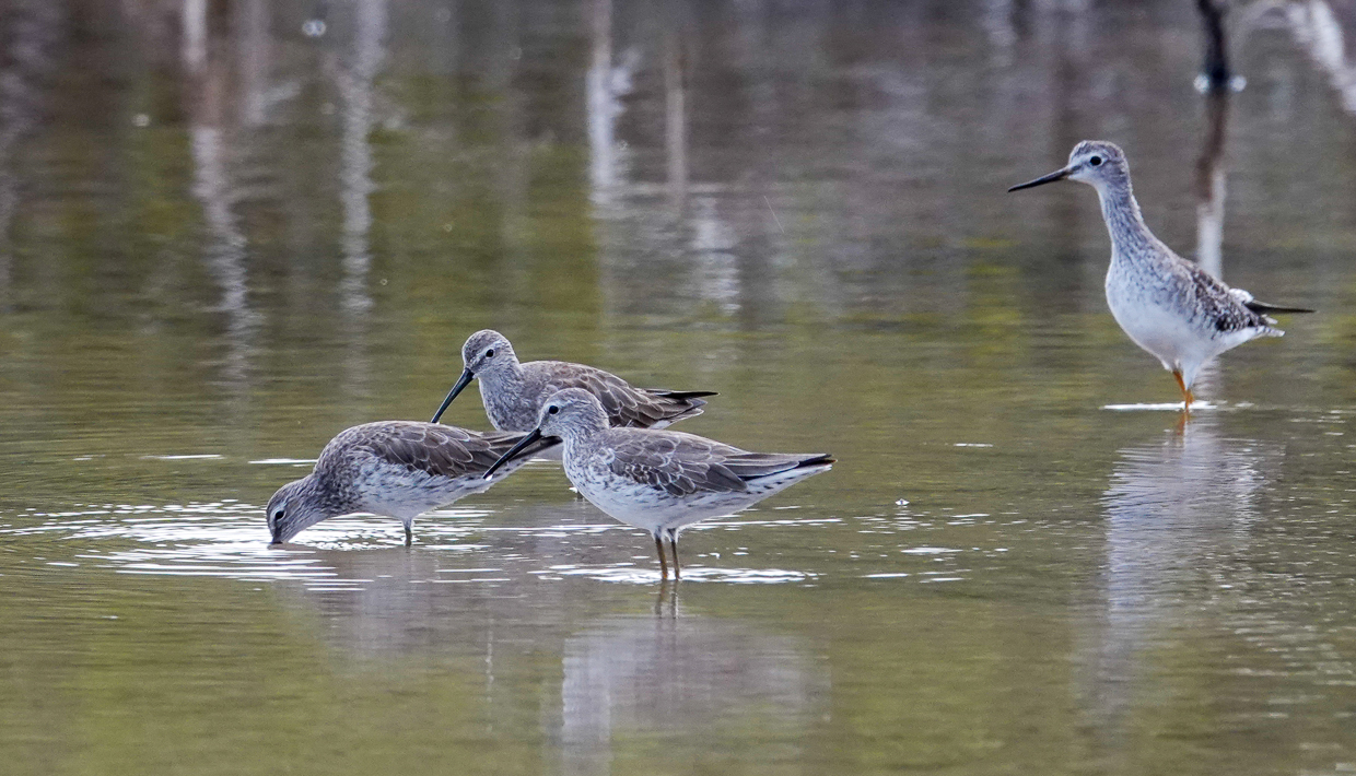 Stilt Sandpipers and Lesser Yellowlegs