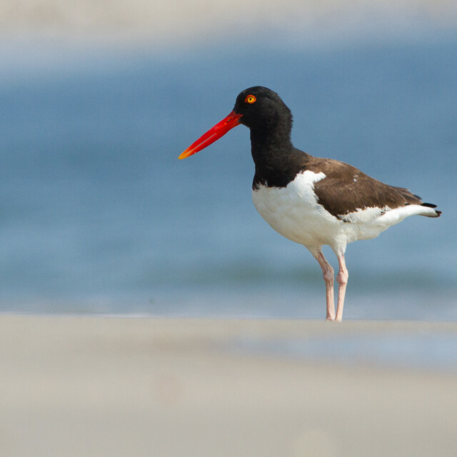 American Oystercatcher