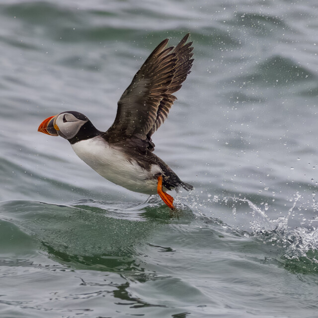 Atlantic Puffin