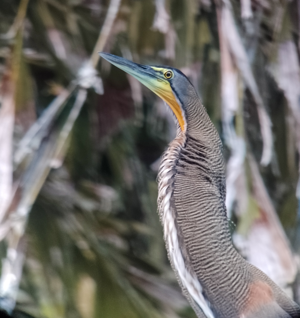 Bare-throated Tiger-Heron