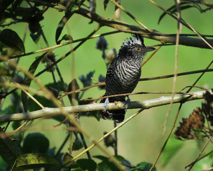 Barred Antshrike