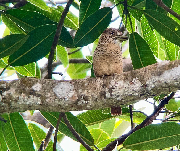 Barred Puffbird