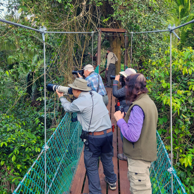 Birding on Canopy Walk