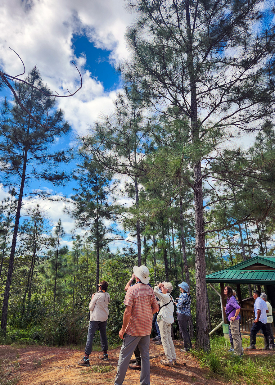 Birding at Rio Pool, Mountain Pine Ridge