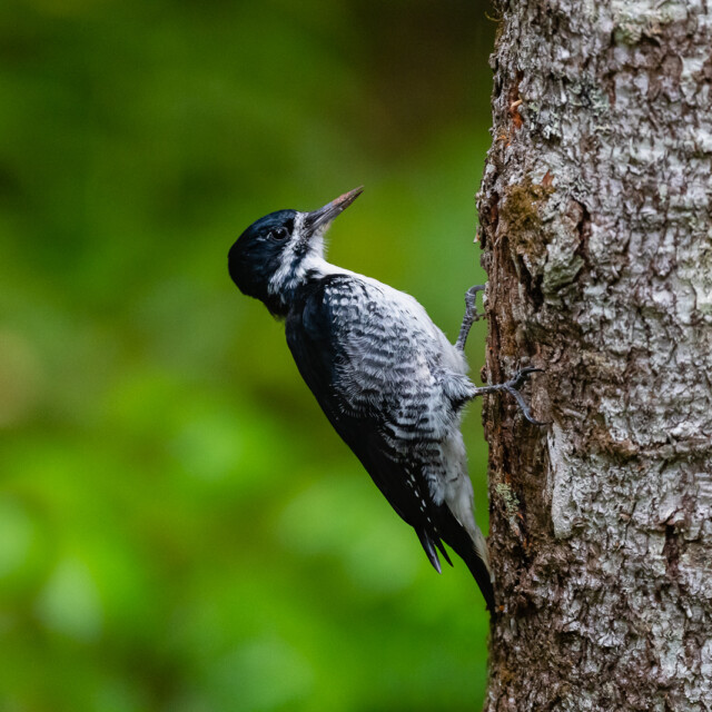 Black-backed Woodpecker