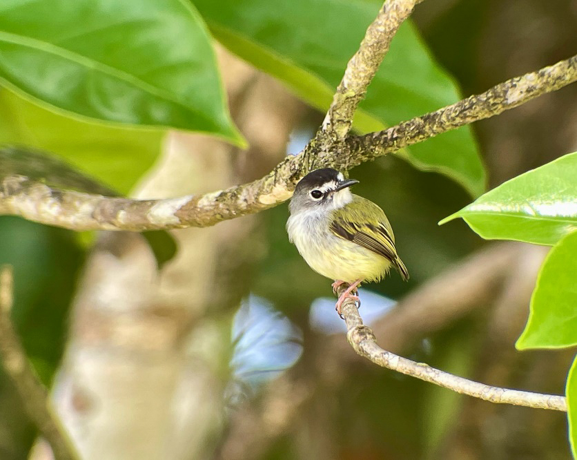 Black-capped Pygmy-Tyrant