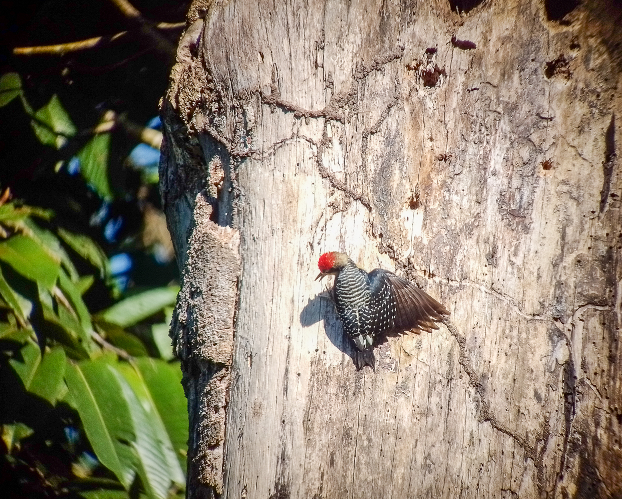 Black-cheeked Woodpecker