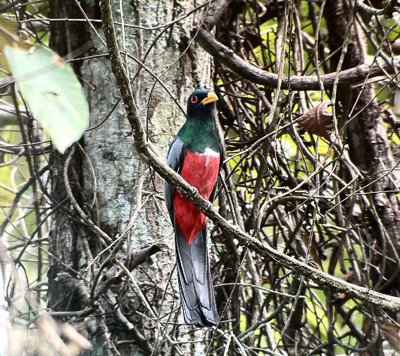 Black-tailed Trogon