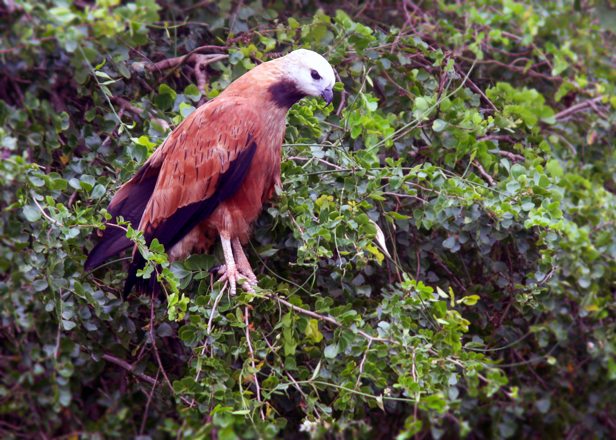 Black-collared Hawk