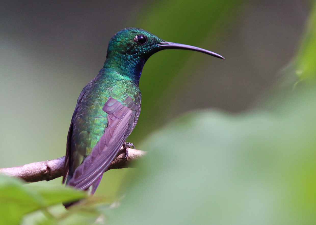Black-throated Mango