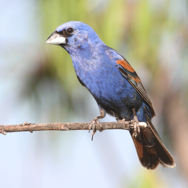 Male Blue Grosbeak (Passerina caerulea) singing on a branch