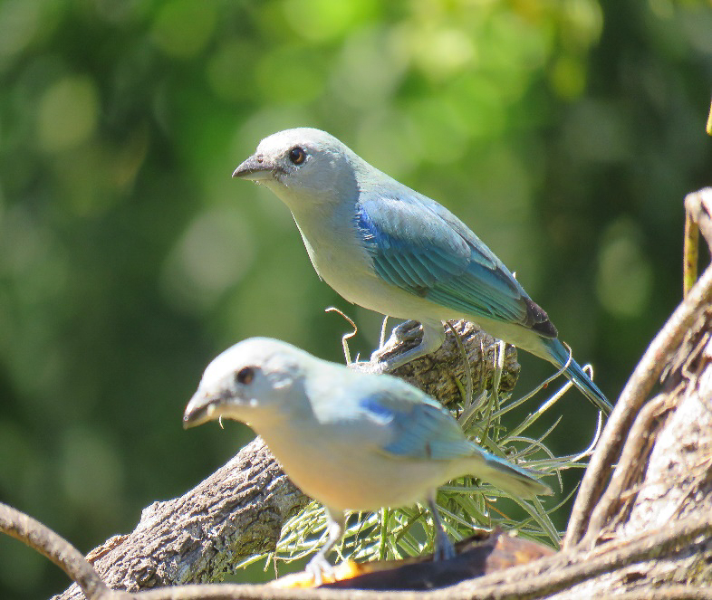 Blue-gray Tanagers