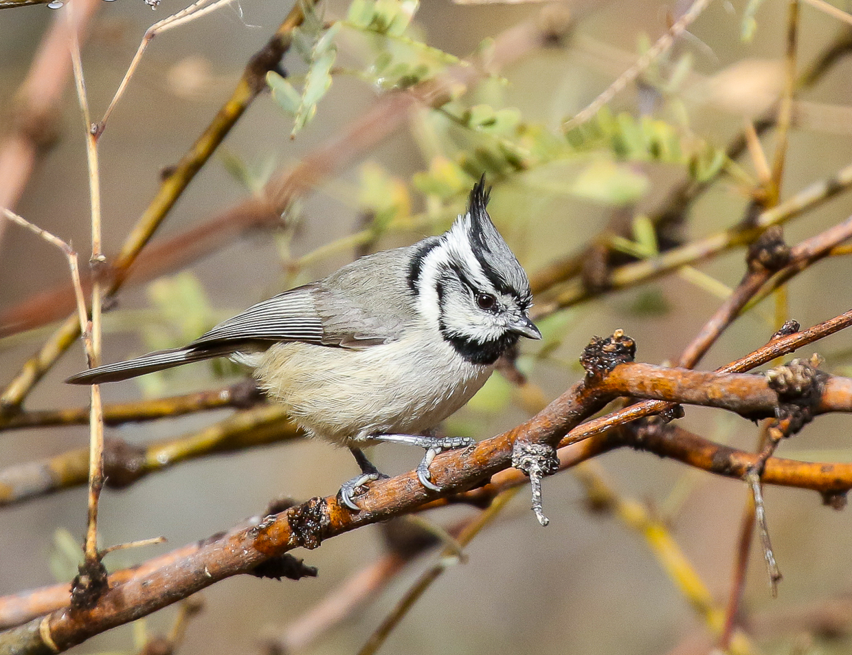 Bridled Titmouse
