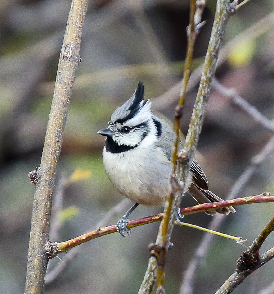 Bridled Titmouse