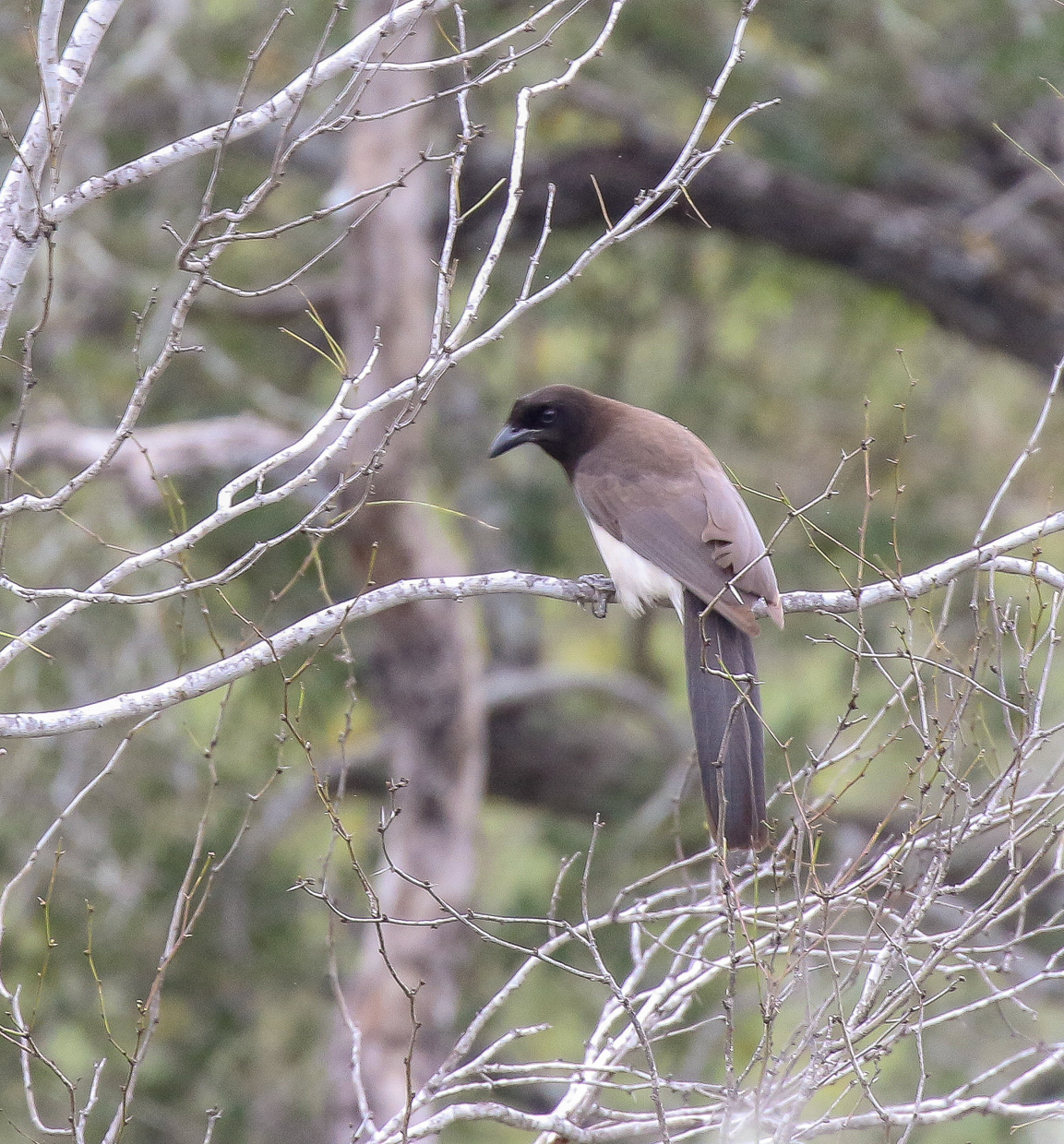 Brown Jay