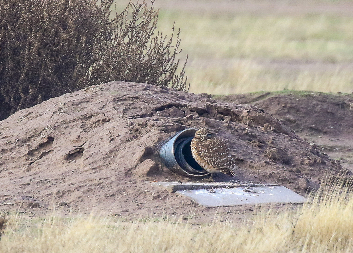 Burrowing Owl