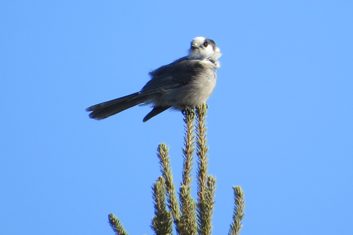 Canada Jay