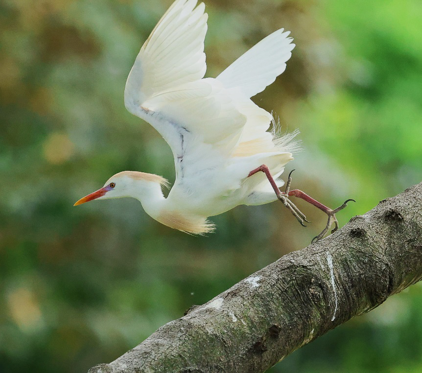 Cattle Egret