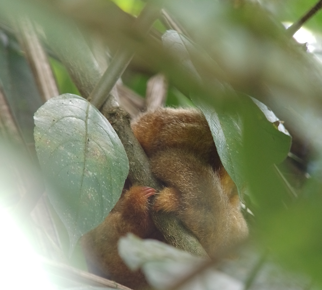 Central American Silky Anteater