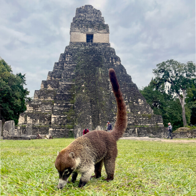 Coati at Tikal