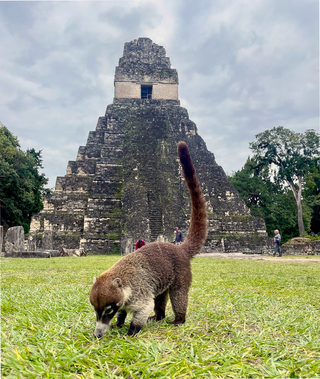 Coati at Tikal