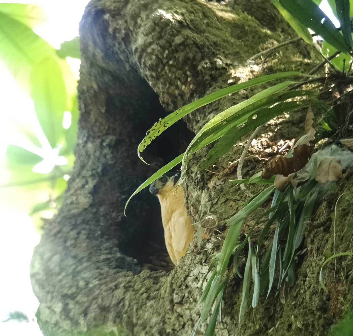 Collared Forest-Falcon