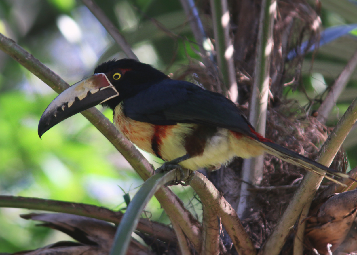 Collared Aracari