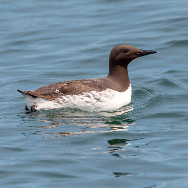 Common Murre