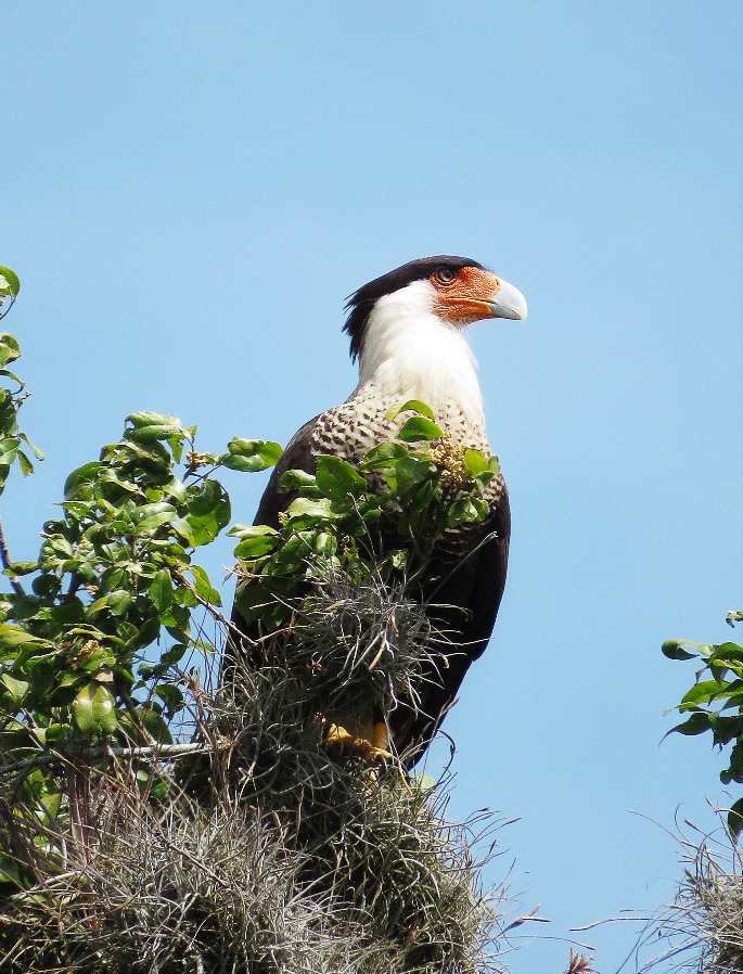 Crested Caracara