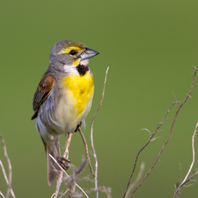 Dickcissel