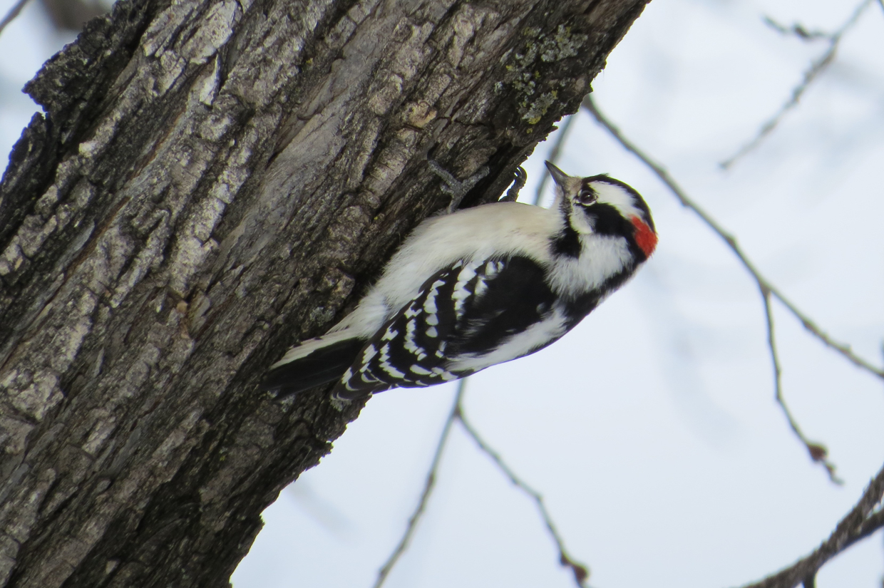 Downy Woodpecker