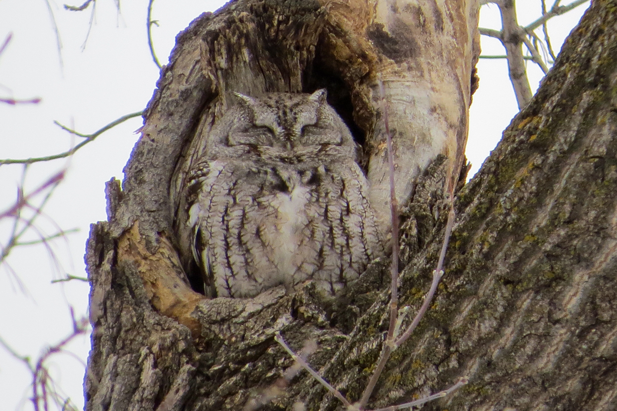 Eastern Screech-Owl