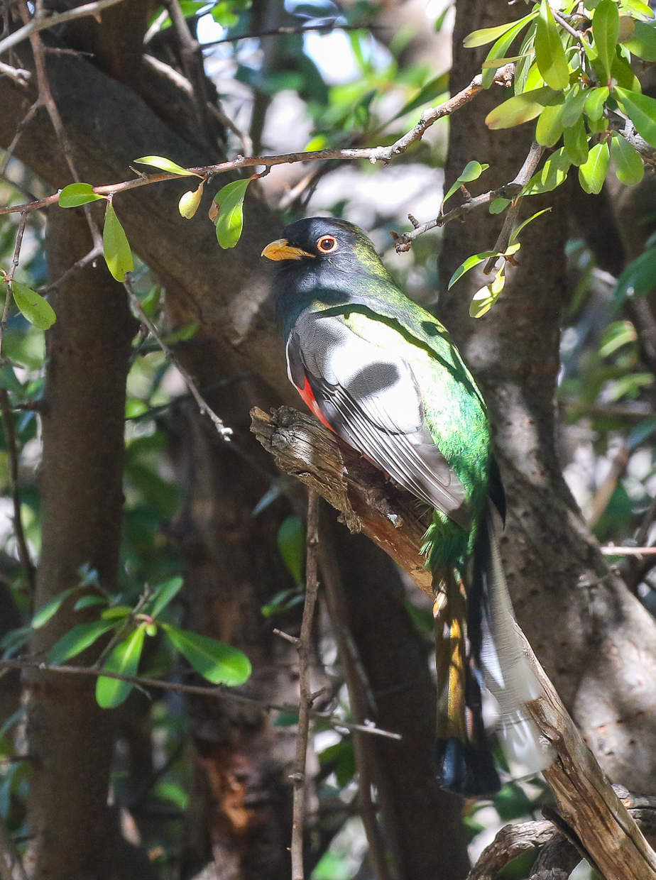 Elegant Trogon