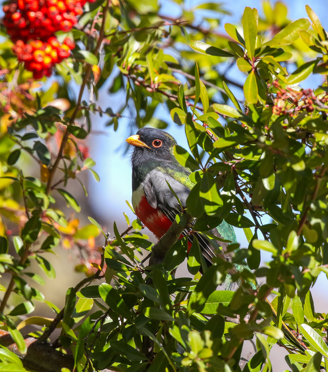 Elegant Trogon