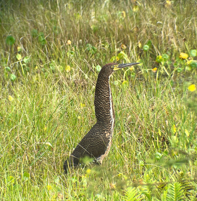 Fasciated Tiger-Heron