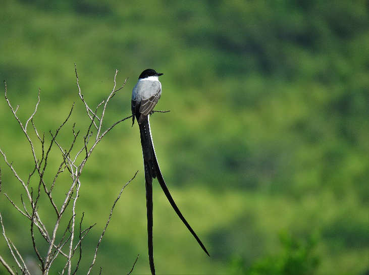 Fork-tailed Flycatcher