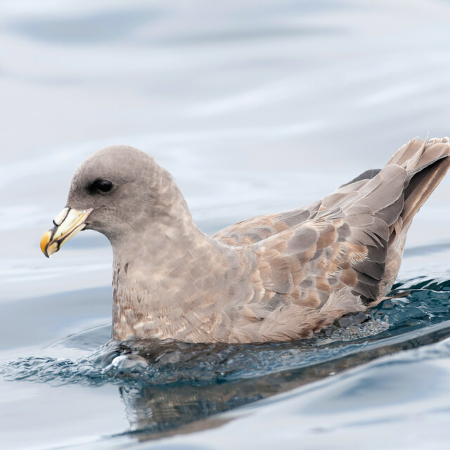 Northern Fulmar