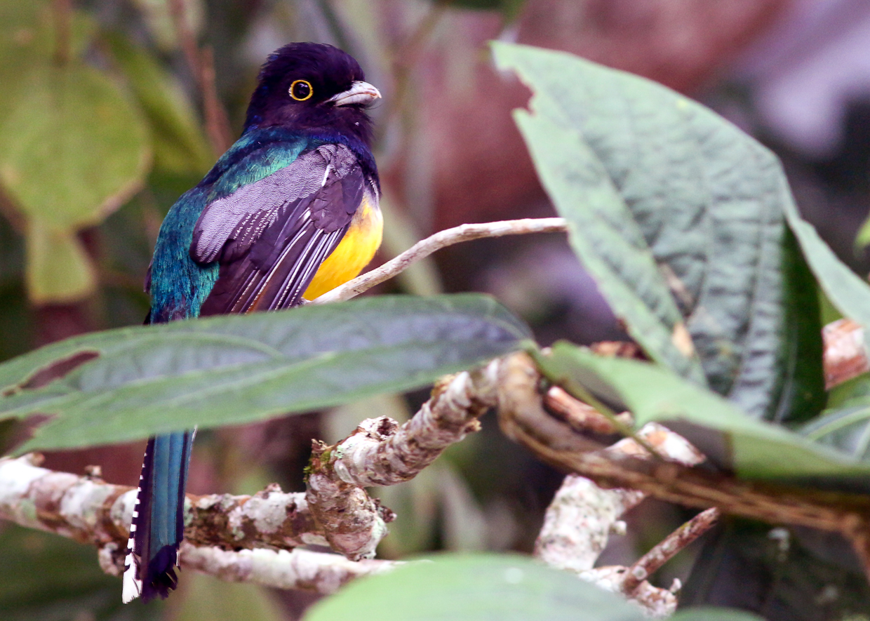 Gartered Trogon