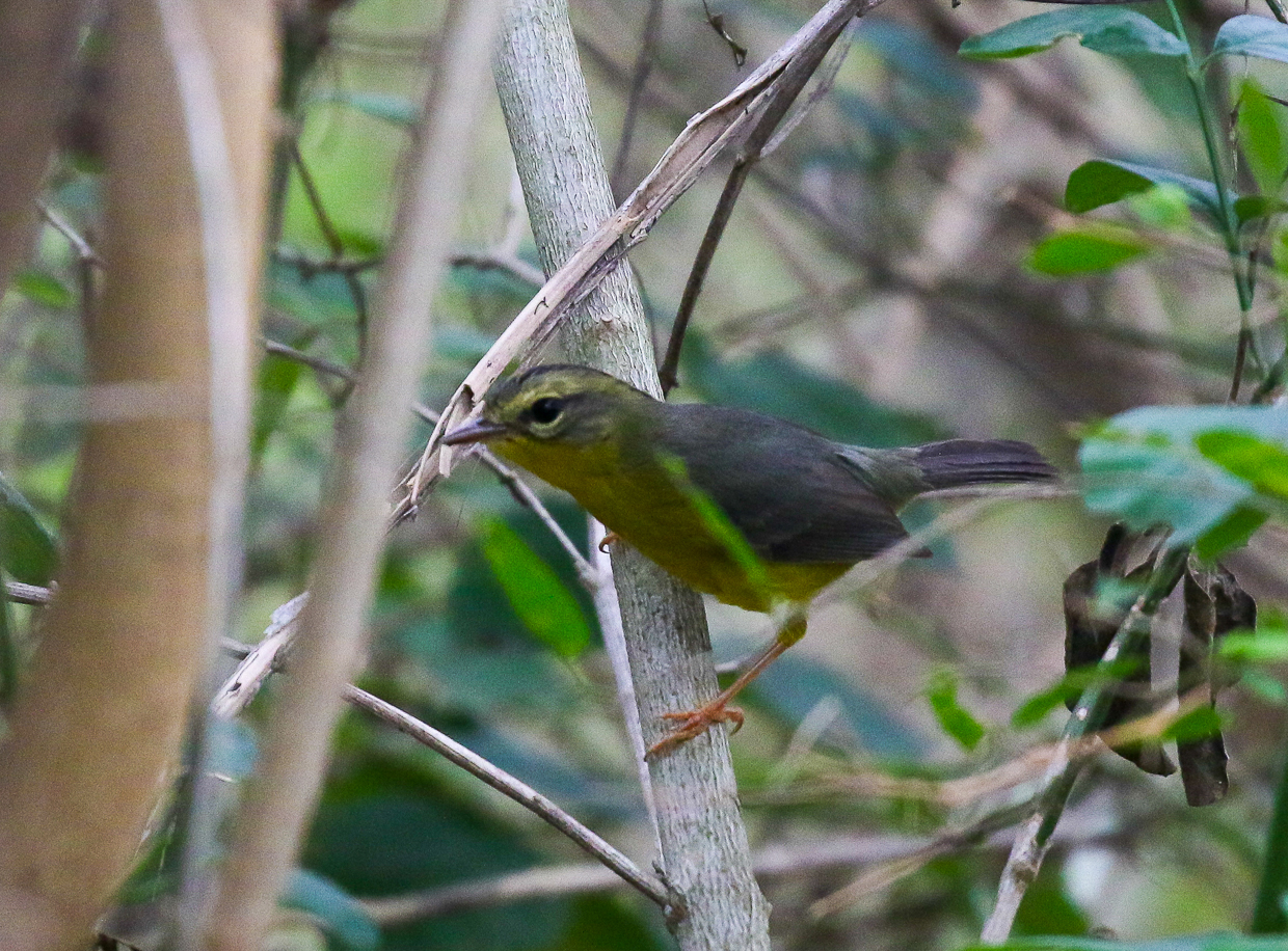 Golden-crowned Warbler
