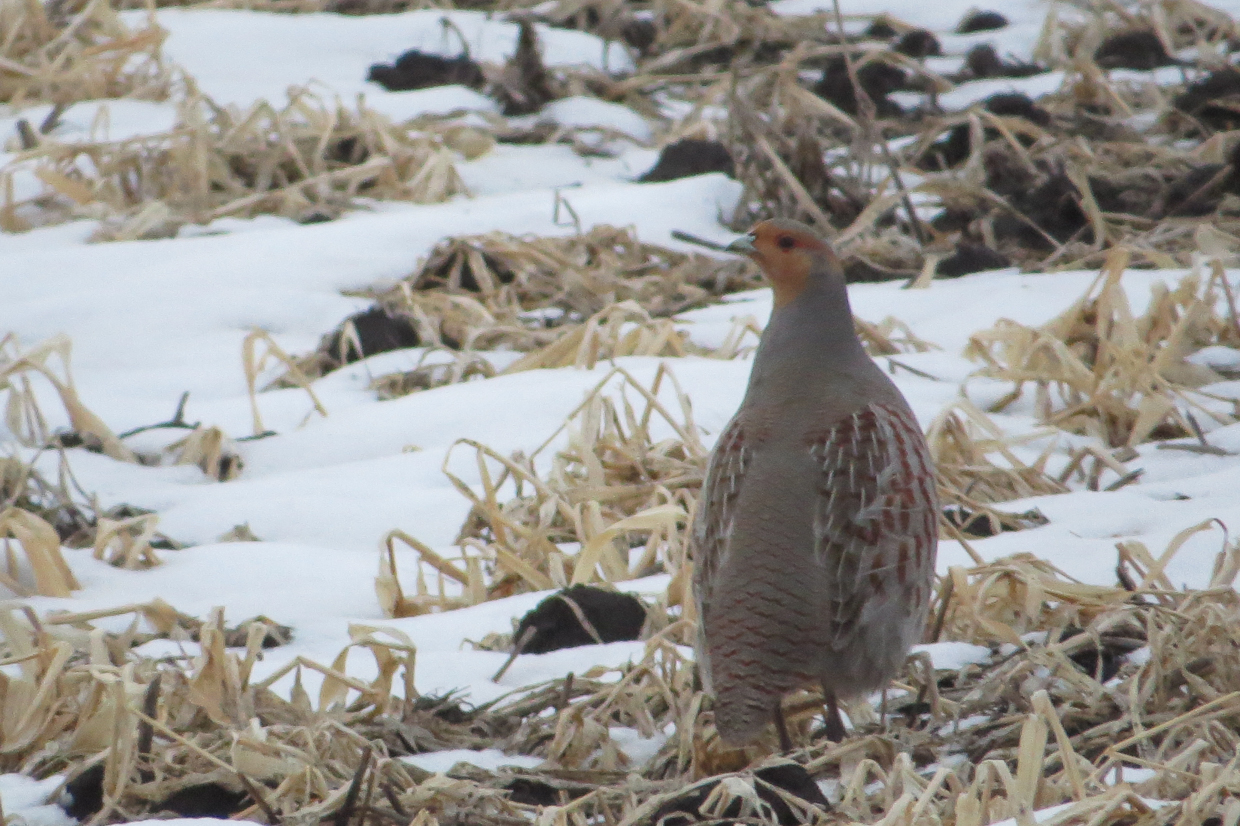 Gray Partridge