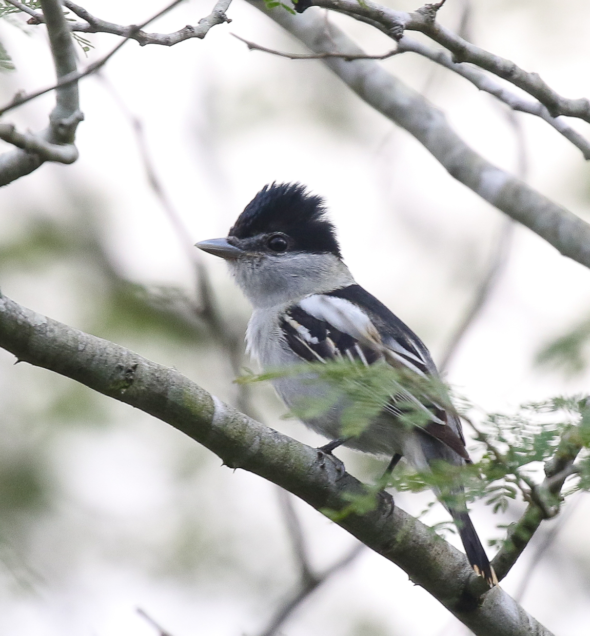 Gray-collared Becard