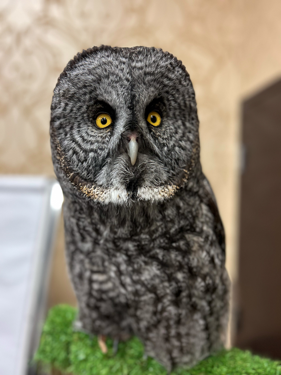 Great Gray Owl