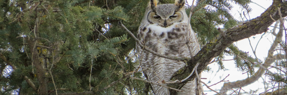 Manitoba Owls Trip Report (Feb 28 - Mar 3, 2024)