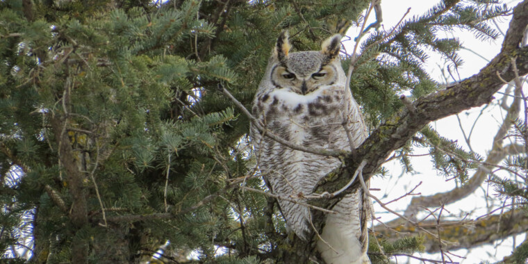 Manitoba Owls Trip Report (Feb 28 - Mar 3, 2024)